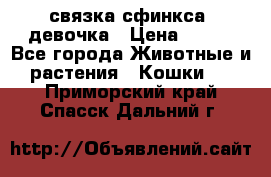 связка сфинкса. девочка › Цена ­ 500 - Все города Животные и растения » Кошки   . Приморский край,Спасск-Дальний г.